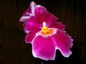 Picture Title - Orchid Miltonia