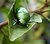 Green Bug
