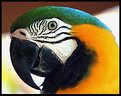 Picture Title - Parrot # 2