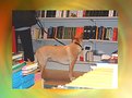 Picture Title - libri per cani