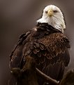 Picture Title - Eagle