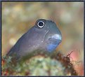 Picture Title - My Blenny