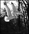 Picture Title - Black and white  in flight