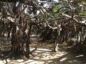 Picture Title - banyan tree