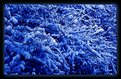 Picture Title - Blue Winter