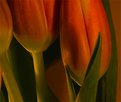 Picture Title - More tulips