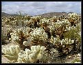 Picture Title - Cholla