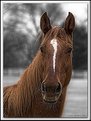 Picture Title - Horse