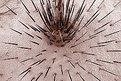 Picture Title - yucca