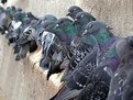 Picture Title - Pigeons