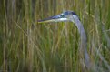 Picture Title - Heron in the weeds