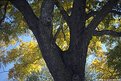 Picture Title - My Favorite Tree