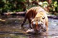 Picture Title - The Tiger