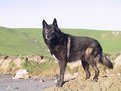 Picture Title - Bear on a rock