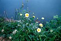 Picture Title - Daisies facing the lake