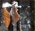 Picture Title - detail of winter