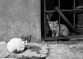 Picture Title - cats*