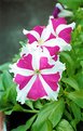 Picture Title - flower-2
