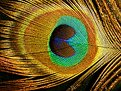 Picture Title - The eye of the peacock's feather