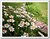 Daisy Blossom