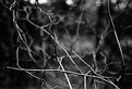 Picture Title - Branches2