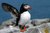 Atlantic Puffin