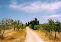 Picture Title - Windy Country Lane