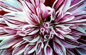 Picture Title - flower-3