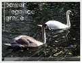 Picture Title - power, elegance and grace III