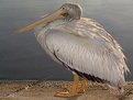 Picture Title - pelican