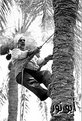 Picture Title - farmer climbing palmtree