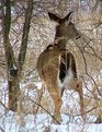 Picture Title - State Park Resident