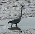 Picture Title - Great Blue Heron...