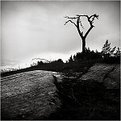 Picture Title - Dead tree standing