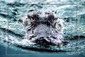 Picture Title - Alligator