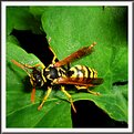 Picture Title - Vespa  -  Wasp