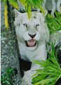 Picture Title - Ol Blue Eyes (white Tiger)