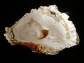 Picture Title - oyster