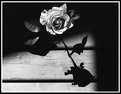 Picture Title - Rose in Black & white.