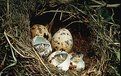 Picture Title - The Nest