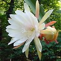 Picture Title - Cactus Flower