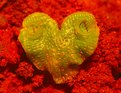 Picture Title - Mosses in LOVE !