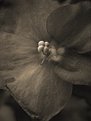 Picture Title - African Violet, 2002