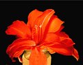 Picture Title - Amaryllis