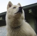 Picture Title - Proud Woofie
