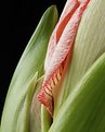 Picture Title - Amaryllis