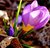 Crocus Sunrise