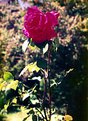 Picture Title - The Magenta Rose