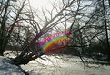 Picture Title - rainbow in the park