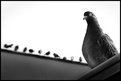Picture Title - *Birds and lines*